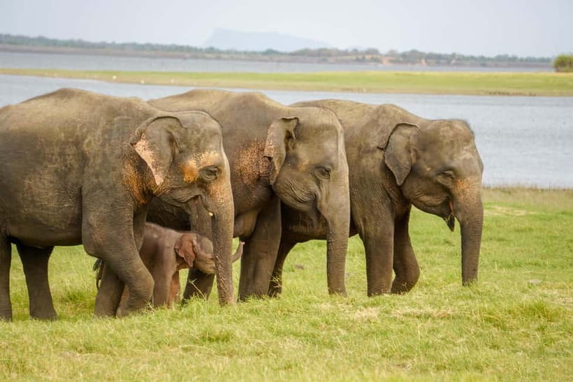 Sigiriya Lion Rock Hike & Minneriya National Park Safari - Why this 10-hour combination works