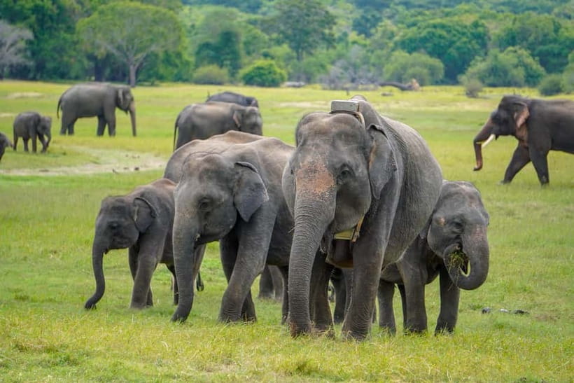Sigiriya Lion Rock Hike & Minneriya National Park Safari - The lunch break and optional local stops