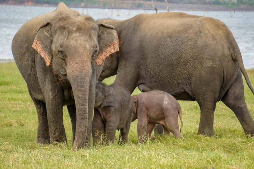 Sigiriya Lion Rock Hike & Minneriya National Park Safari - Three to four hours in the safari jeep