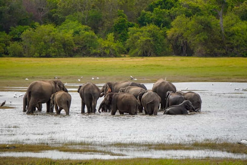 Sigiriya Lion Rock Hike & Minneriya National Park Safari - Climbing Sigiriya Lion Rock early