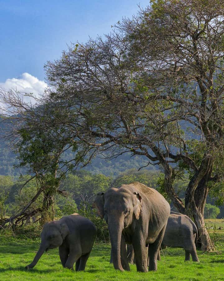 Sigiriya: Minneriya National Park Private Jeep Safari - Why this safari works well from Sigiriya