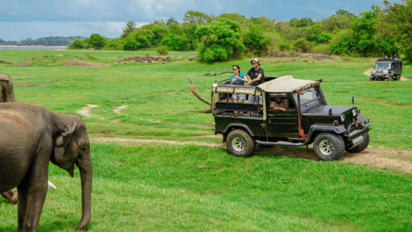 Sigiriya Rock Hike & Minneriya Elephant Safari – Day Tour - Transport, private groups, and the real price