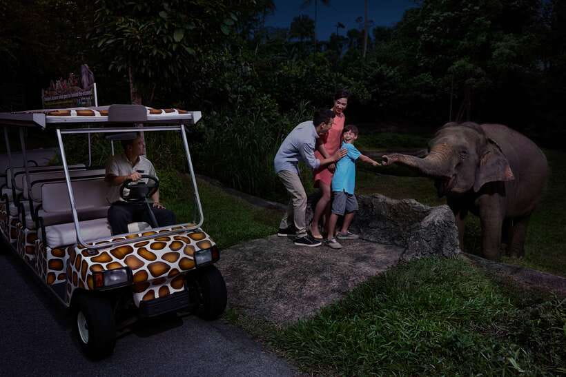 Singapore: Night Safari Entry Ticket with Tram Ride - Key points to know before you go