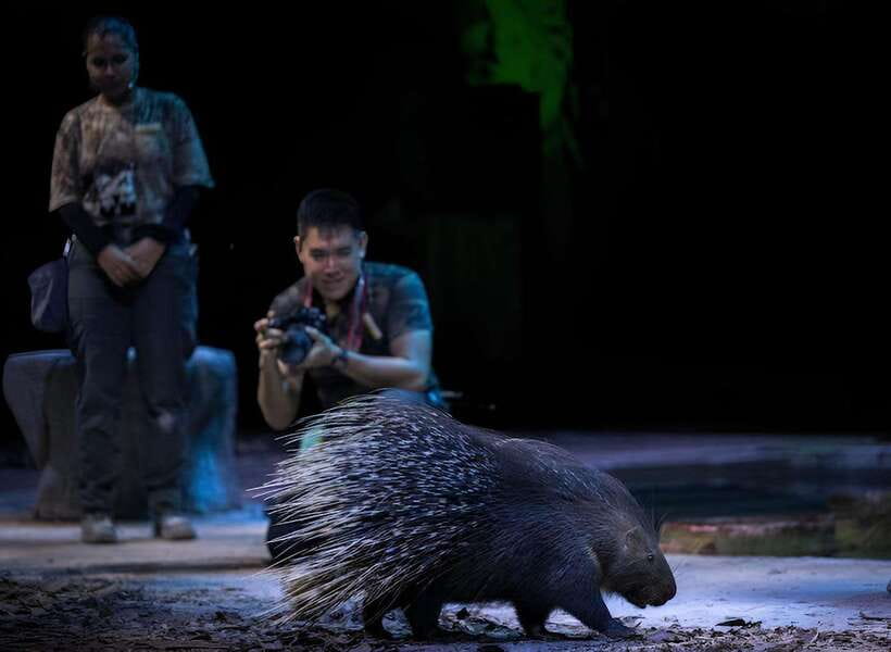 Singapore: Night Safari Entry Ticket with Tram Ride - Should you book the Singapore Night Safari?