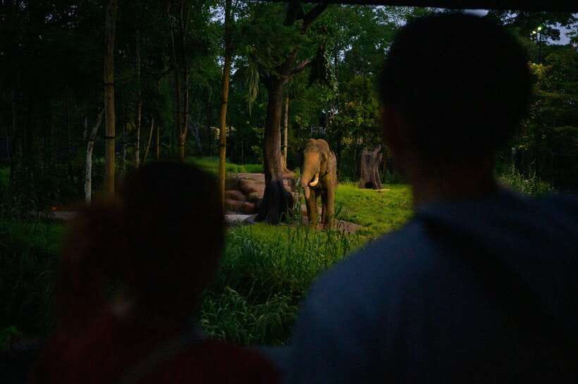 Singapore: Night Safari Entry Ticket with Tram Ride - The open-air tram through six wildlife zones