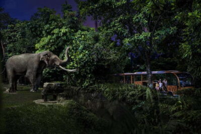 Night Safari Entry Ticket with Tram Ride