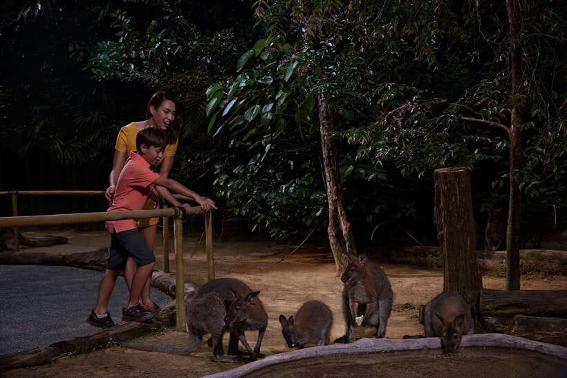 Singapore: Night Safari Entry Ticket with Tram Ride - Creatures of the Night and the evening performances