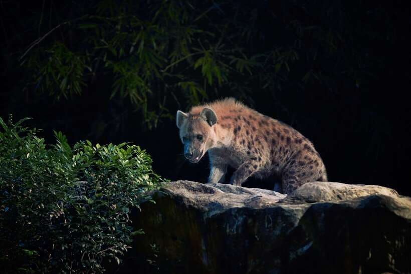 Singapore: Night Safari Entry Ticket with Tram Ride - What the experience is like for families and older visitors