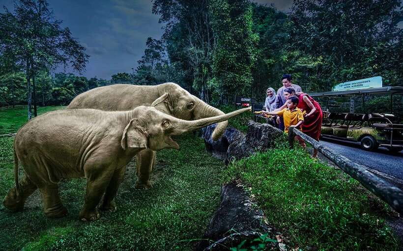 Singapore: Night Safari Singapore Entry Ticket + Tram Ride - Why Singapore’s Night Safari feels different