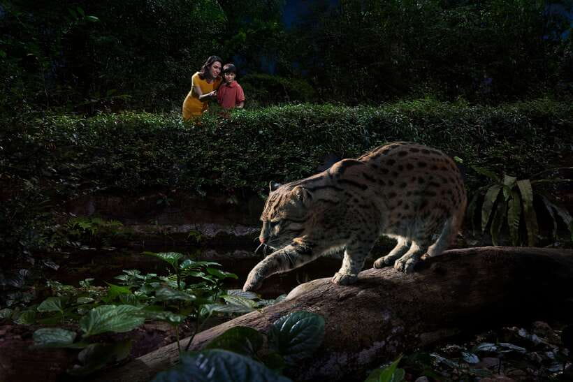 Singapore: Night Safari Singapore Entry Ticket + Tram Ride - Four trails for closer animal encounters