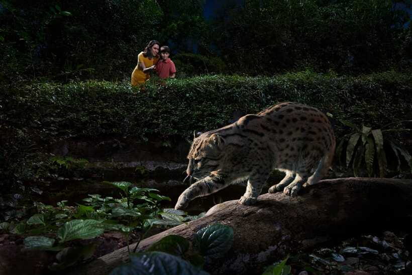 Singapore: Night Safari Singapore Entry Ticket + Tram Ride - Is $45 good value?