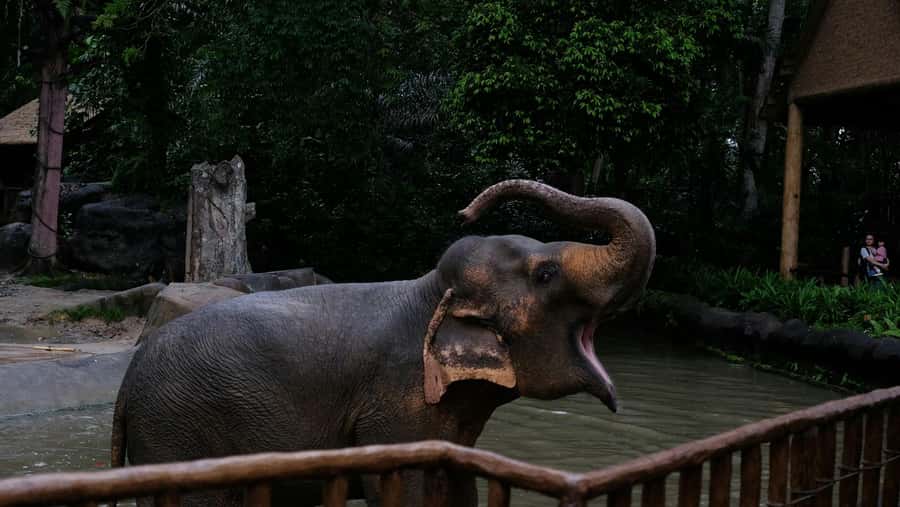 Singapore: Night Safari with Tram Ride and Private Transfer - Key points to know before you go