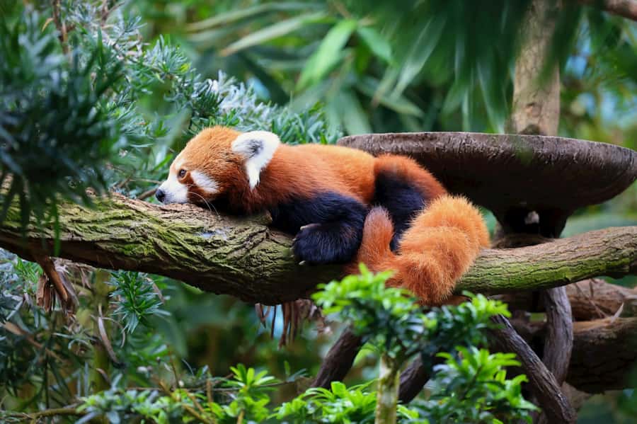 Singapore: Night Safari with Tram Ride and Private Transfer - Why Singapore’s Night Safari feels different