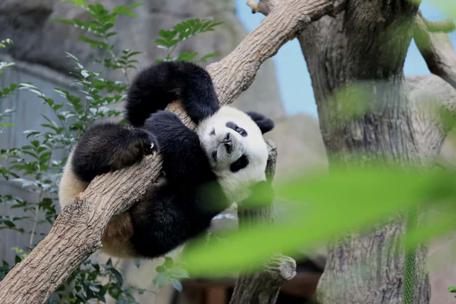 Singapore: Night Safari with Tram Ride and Private Transfer - Entering the park with the correct e-ticket