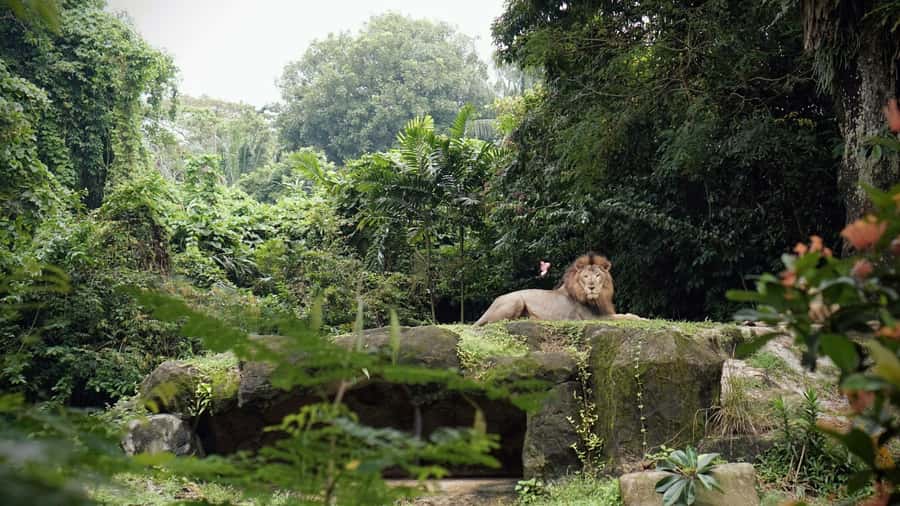 Singapore: Night Safari with Tram Ride and Private Transfer - The 3.5-hour visit: what you actually do