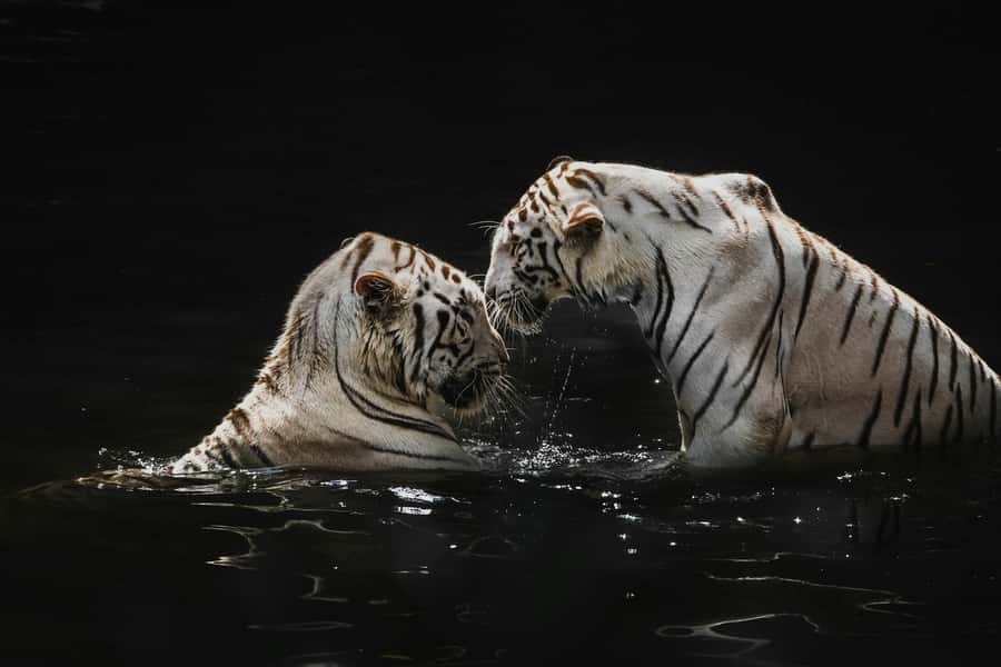 Singapore: Night Safari with Tram Ride and Private Transfer - The Safari Tram through three geographic zones