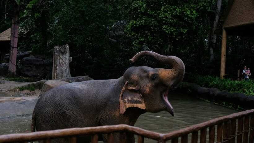 Singapore: Night Safari with Tram Ride and Private Transfer - Creatures of the Night: a free show worth fitting in