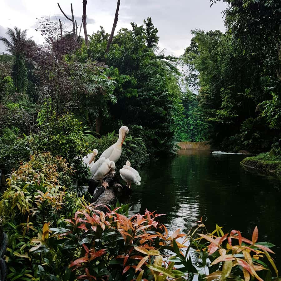 Singapore: Night Safari with Tram Ride and Private Transfer - Dinner at the park changes the pace