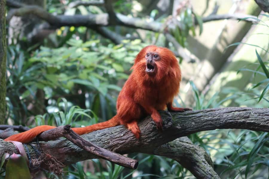 Singapore: Night Safari with Tram Ride and Private Transfer - Is $165 per person a fair price?
