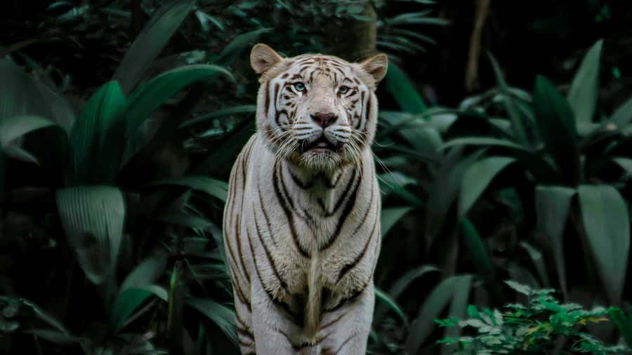 Singapore: Night Safari with Tram Ride and Private Transfer - The private hotel transfer saves time, but confirm the clock