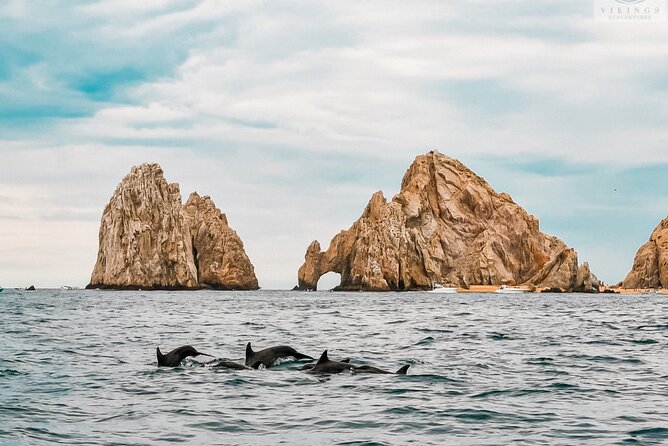 Snorkeling Open Ocean Wildlife Safari in Los Cabos with Photos Included - Searching for rays, dolphins, whales, and more