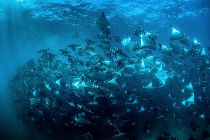 Snorkeling Open Ocean Wildlife Safari in Los Cabos with Photos Included - Photos and videos are a useful extra