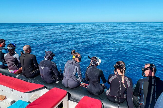 Snorkeling Open Ocean Wildlife Safari in Los Cabos with Photos Included - Is $145 a fair price?