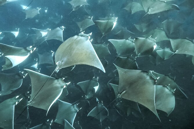 Snorkeling Open Ocean Wildlife Safari in Los Cabos with Photos Included - Who should book this experience?
