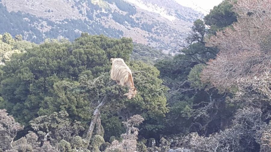South Crete: Sarakinas Gorge Hike, Swim & Jeep Safari - Who will enjoy this tour most