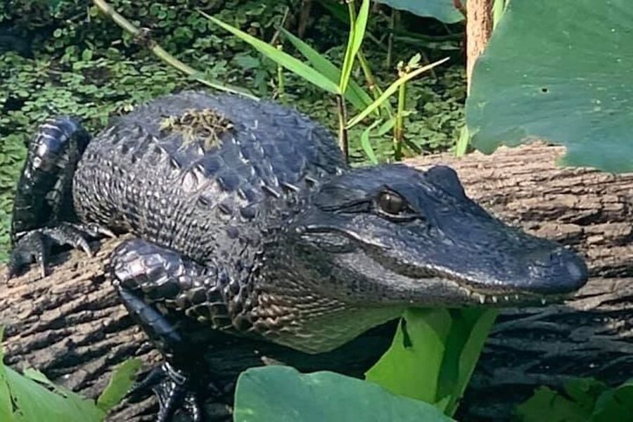St. Augustine: St. Johns River Airboat Safari with a Guide - From Trout Creek Marina Into the Backwaters