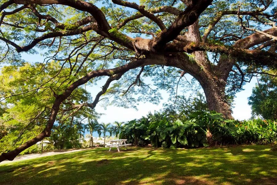 St. Kitts: Top Sights Guided Van or Open-Air Safari Tour - Guides make the difference