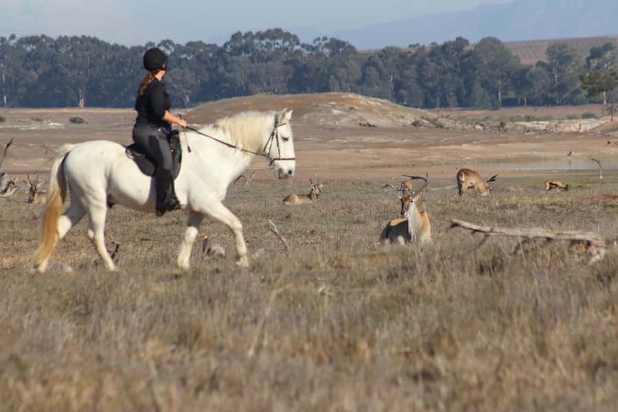 Stellenbosch: Horse Riding Wildlife Safari - What This Stellenbosch Horse Safari Is Really Like