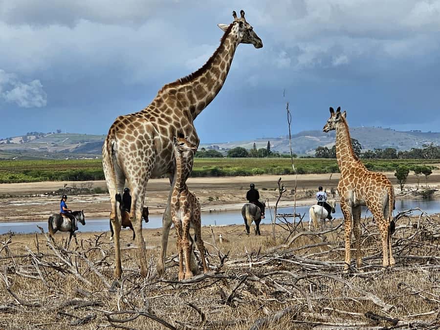 Stellenbosch: Horse Riding Wildlife Safari - Meeting the Horses Before the Wildlife