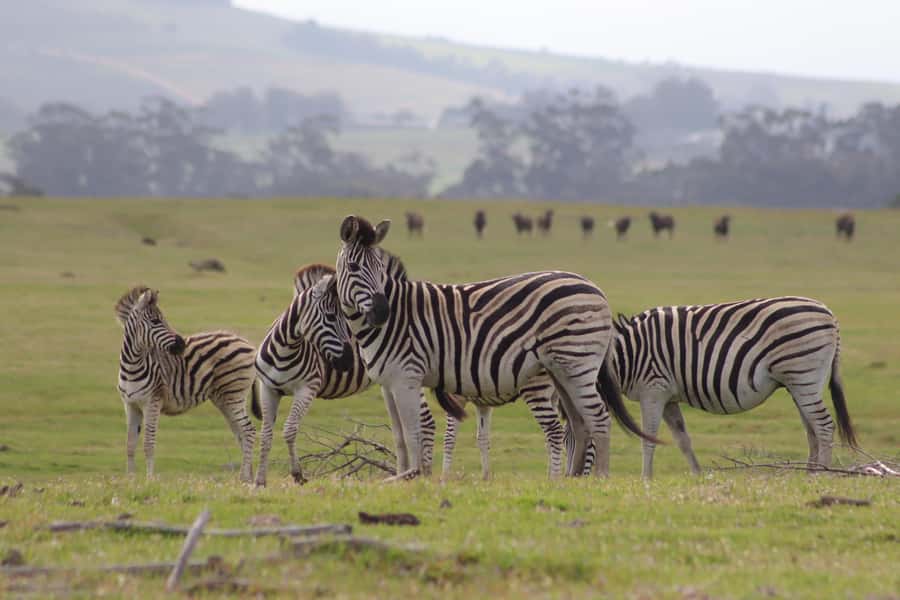 Stellenbosch: Horse Riding Wildlife Safari - Following the Reserve Trail at Walking Pace