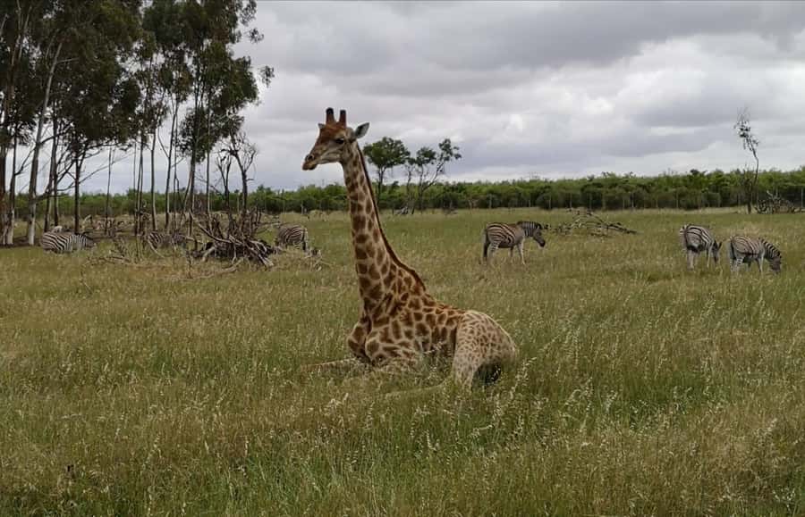 Stellenbosch: Horse Riding Wildlife Safari - The Wildlife Encounters That Make It Special