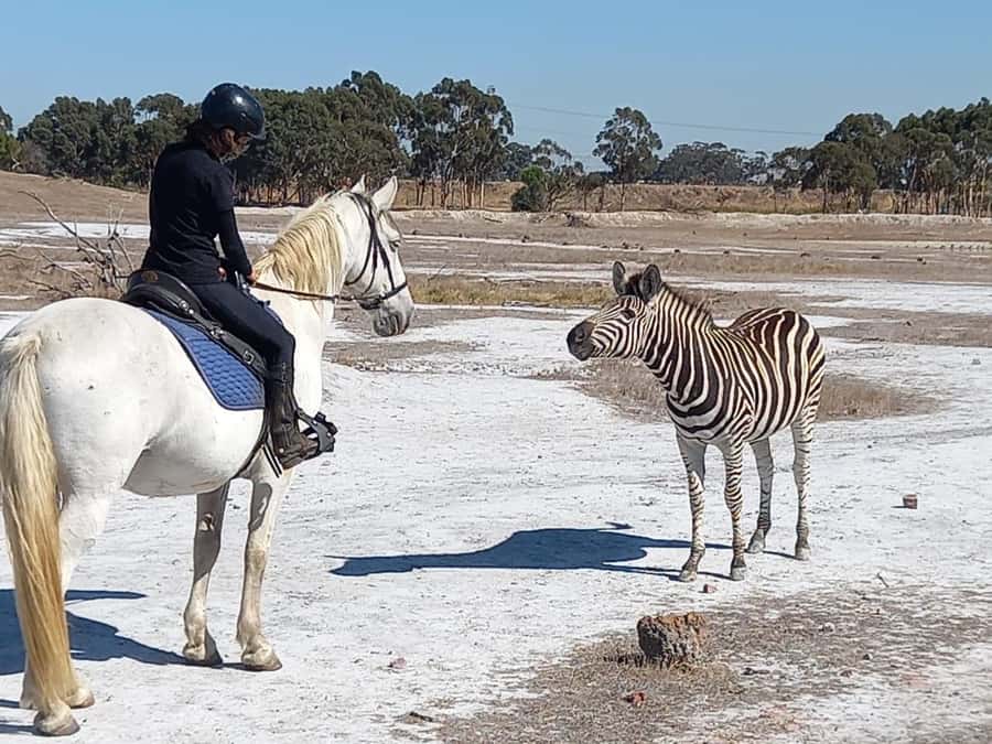 Stellenbosch: Horse Riding Wildlife Safari - Why the Small Group Size Matters