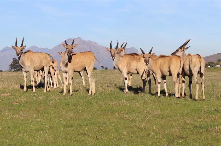 Stellenbosch: Horse Riding Wildlife Safari - Who Will Enjoy This Most?