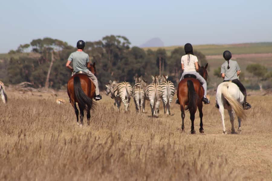 Stellenbosch: Horse Riding Wildlife Safari - Arriving at Pete’s Horse Rides