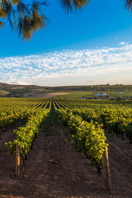 Stellenbosch North Guided Wine Safari (Tastings Excluded) - How much guidance should you expect?