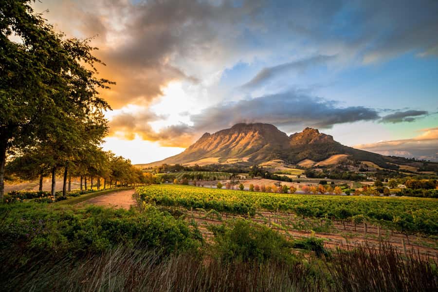 Stellenbosch North Guided Wine Safari (Tastings Included) - Key points at a glance