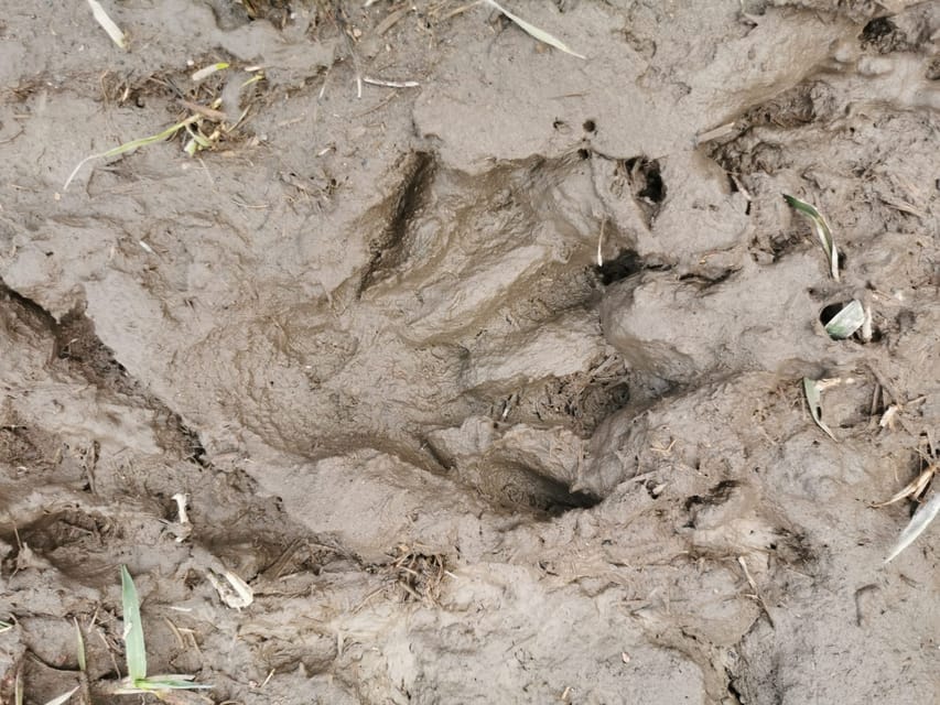 Stockholm: Wildlife Safari - From Södermalm to the Stockholm forest