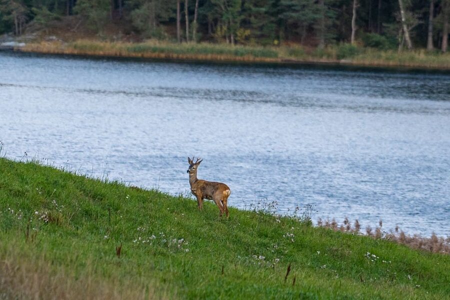 Stockholm: Wildlife Safari - The animals you might see