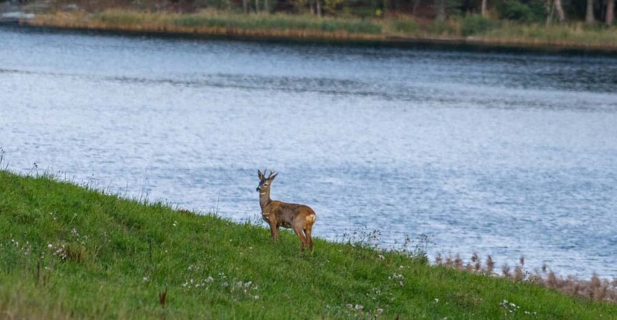 Stockholm: Wildlife Safari - What $151 gets you