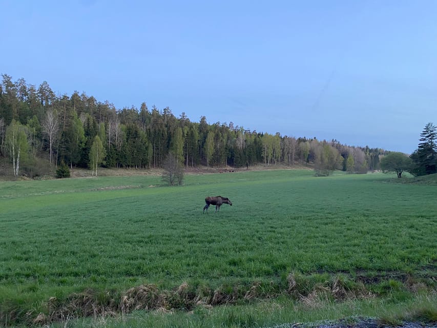 Stockholm: Wildlife Safari - The weather can shape the whole evening