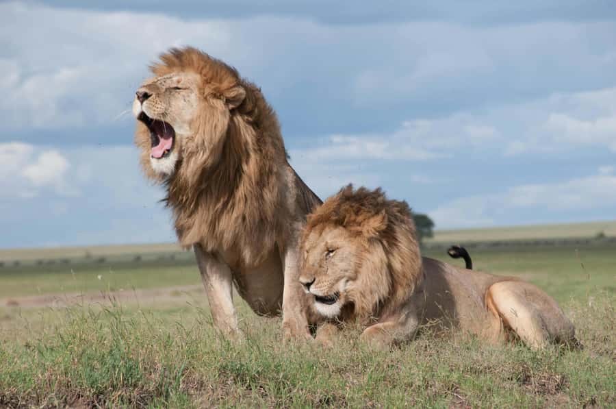 Sunset Safari at the big 5 Game Reserve All inclusive - Key points at a glance
