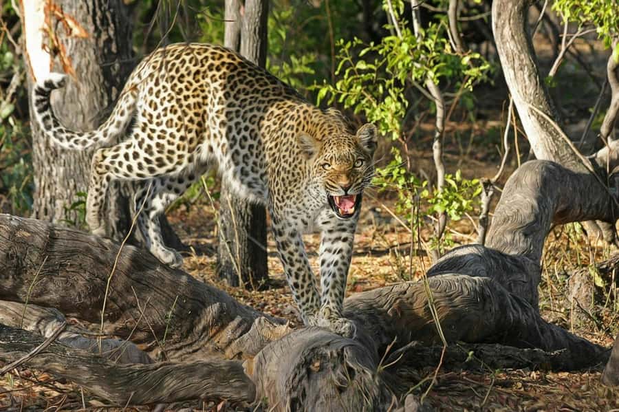 Sunset Safari at the big 5 Game Reserve All inclusive - From Cape Town pickup to the open road