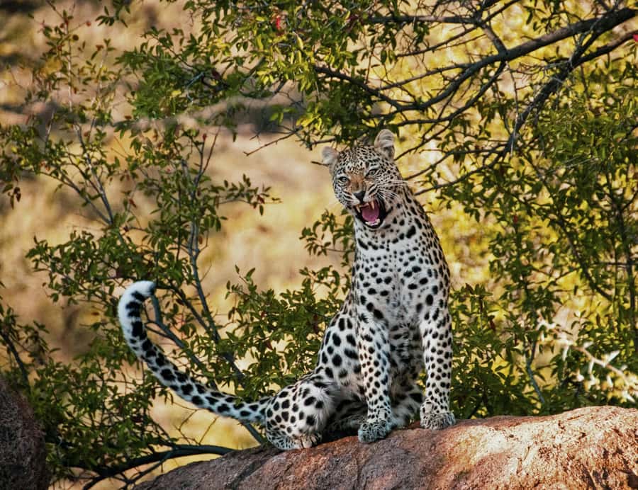 Sunset Safari at the big 5 Game Reserve All inclusive - Chasing the Big Five at dusk