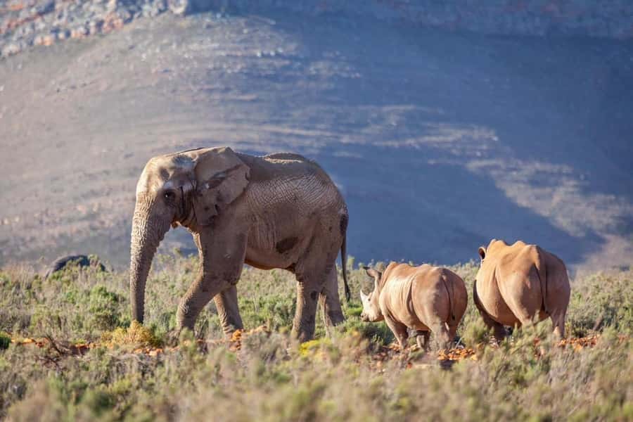 Sunset Safari at the big 5 Game Reserve All inclusive - Why the guide can make or break the outing