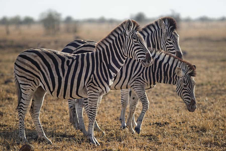 Sunset Safari at the big 5 Game Reserve All inclusive - The $280 question: what are you really buying?
