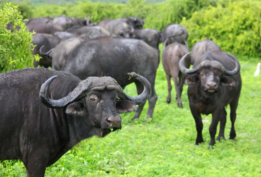 Sunset Safari at the big 5 Game Reserve All inclusive - Practical tips for a smoother day